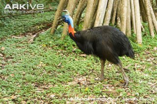 Illustration for article titled Flightless Friday - Casuarius unappendiculatus Edition